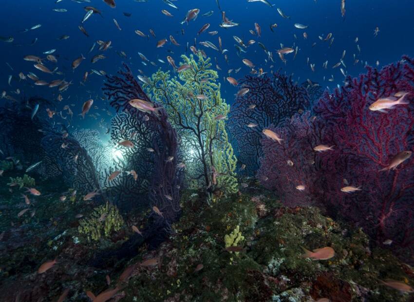 Ocean: čudesna foto odiseja